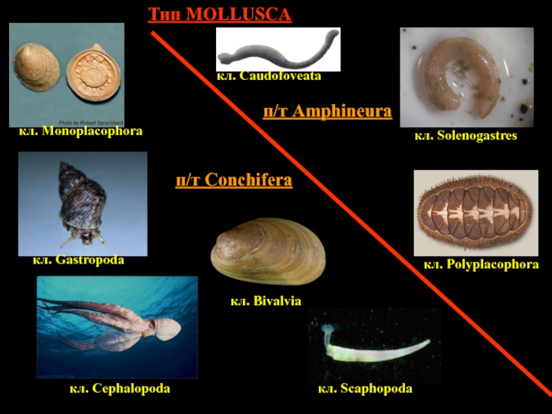 Презентация п/т Conchifera
п/т Amphineura
кл. Monoplacophora
кл. Gastropoda
кл