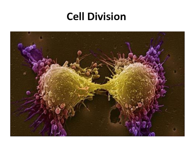 Cell Division