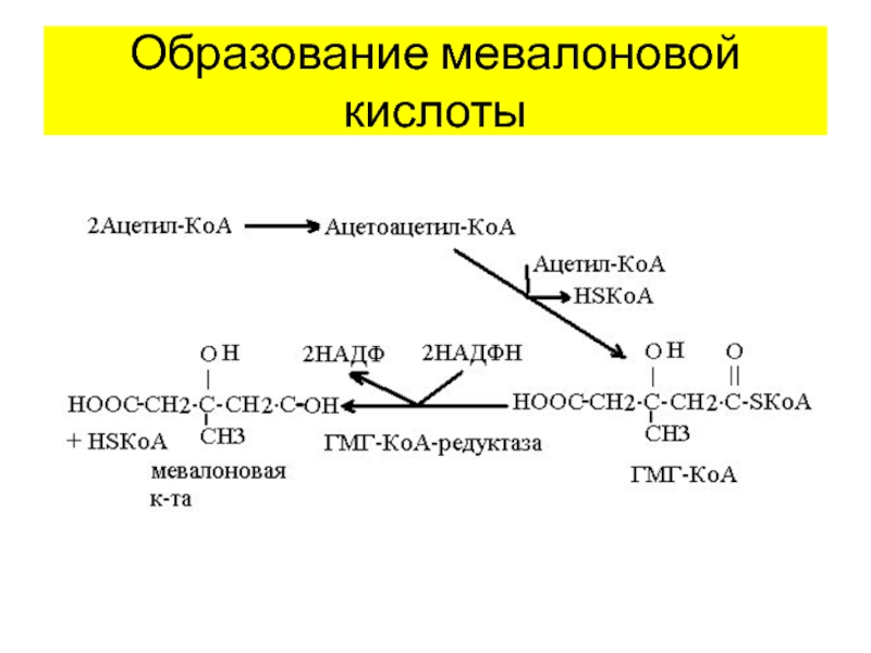 Бутановая кислота образуется. Химизм образования мевалоновой кислоты. Биосинтез холестерина из мевалоновой кислоты. Образование сквалена из мевалоновой кислоты. Синтез сквалена из мевалоновой кислоты.