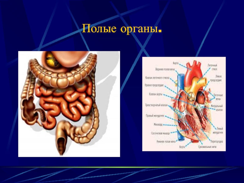 Полые органы. Полые внутренние органы. Орган презентация.