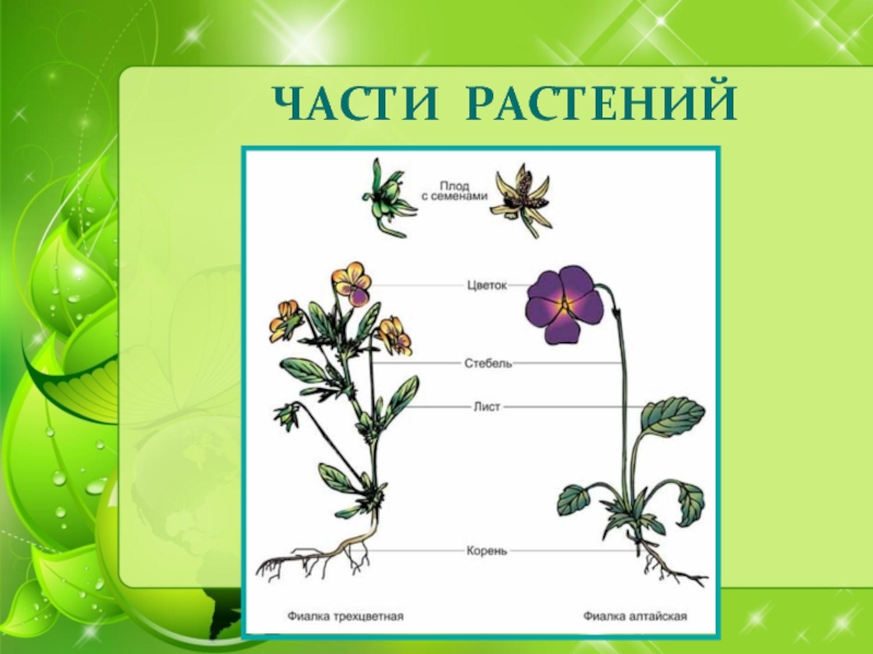 Презентация растение окружающий мир. Части растения. Мир растений окружающий мир. Растения окружающий мир. Части растений окружающий мир.