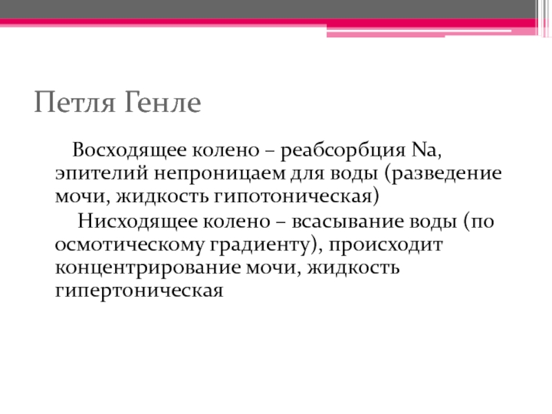 Петля генле. Восходящее колено петли Генле. Эпителий петли Генле. Эпителий восходящего колена петли генл. Петля Генле гипотоническая.