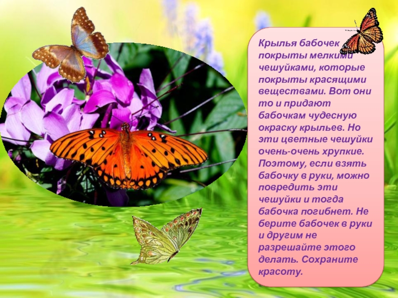 Крылья бабочек покрыты мелкими чешуйками, которые покрыты красящими веществами. Вот они то и придают бабочкам чудесную окраску