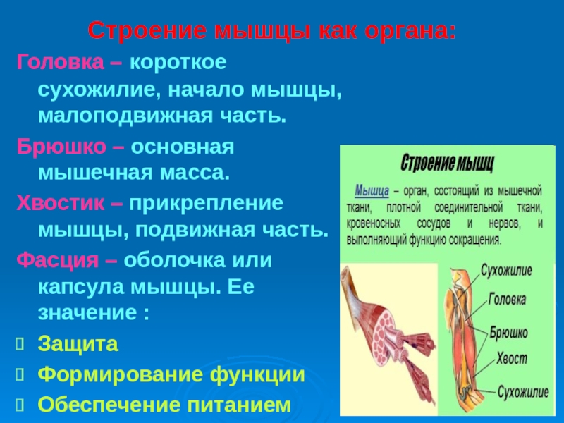 Брюшко мышцы. Строение мышцы брюшко сухожилие. Классификация скелетных мышц анатомия. Основные элементы мышц. Мышца как орган.