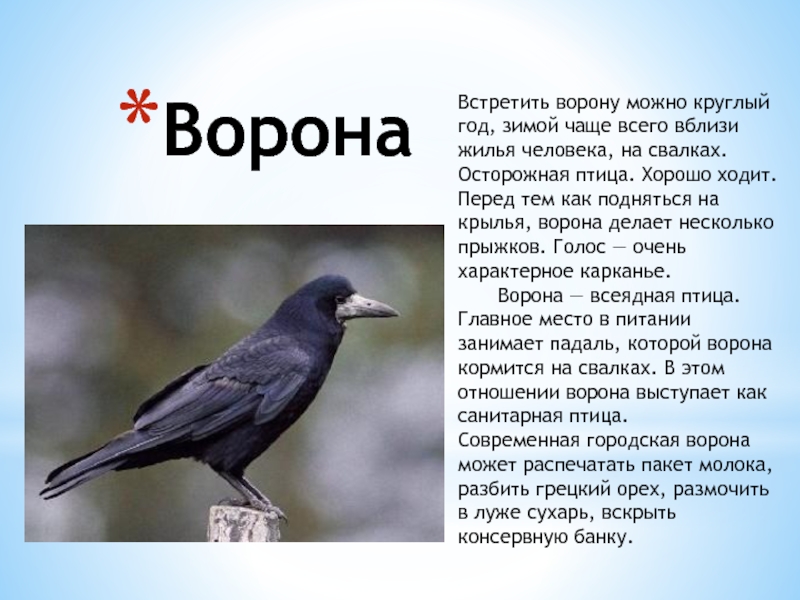 Встретить ворону можно круглый год, зимой чаще всего вблизи жилья человека, на свалках. Осторожная птица. Хорошо ходит.