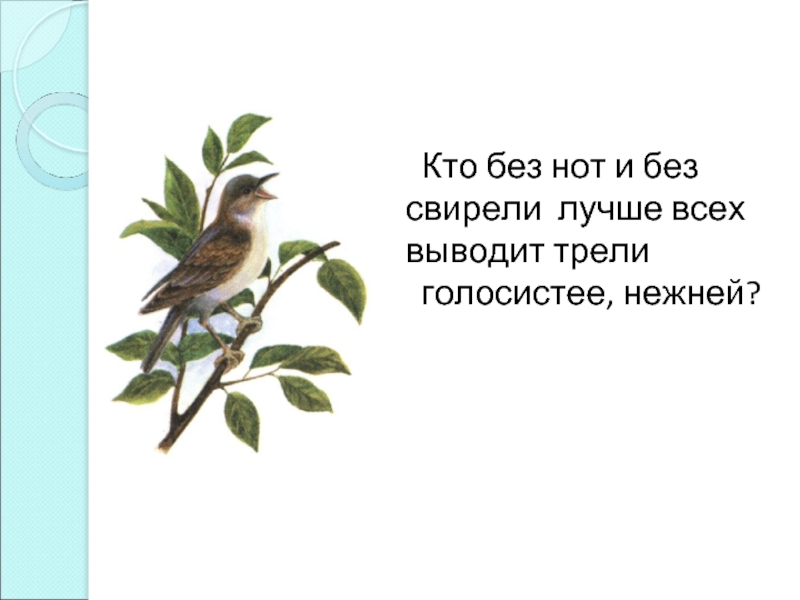 Стихи свежие чистые голосистые многословный язык. Кто без нот и без свирели лучше всех выводит трели. Кто без нот и без свирели. Запели над ручьями голосистые соловьи. Простая схема птичьей трели.