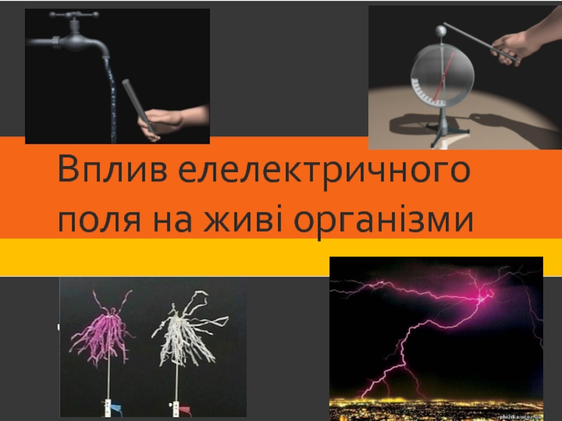 Презентация підготував:
Чорний Євген
Вплив елелектричного поля на живі організми