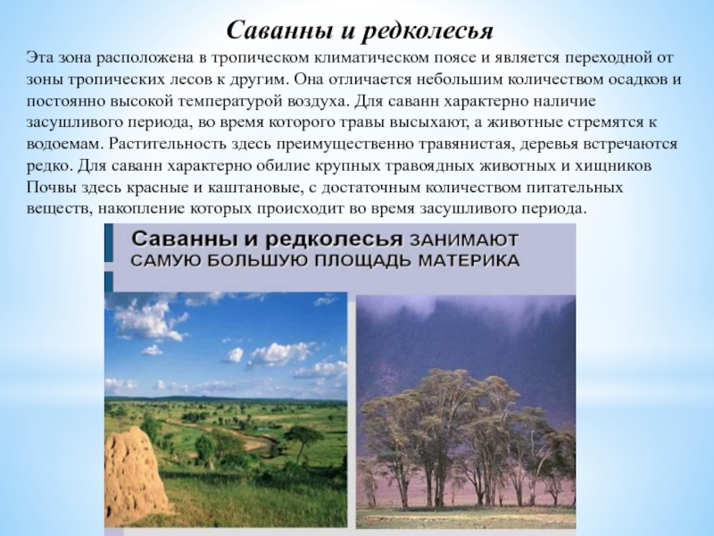 Описание природной зоны саванны и редколесья по плану 7 класс география