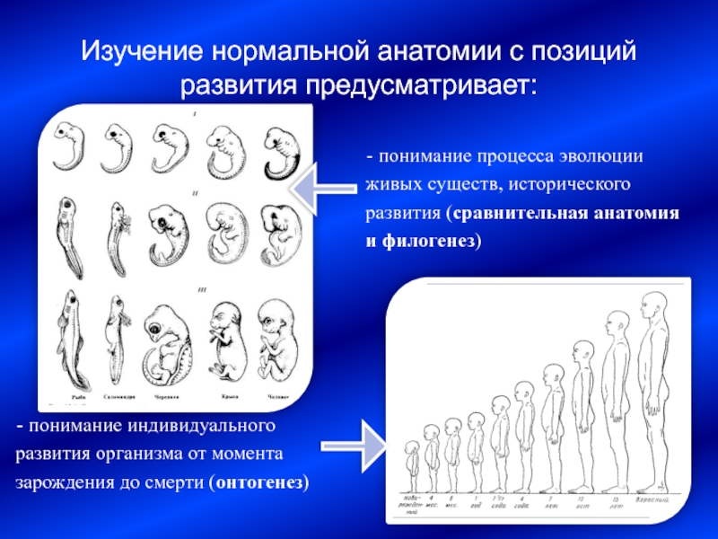 Филогенез человека. Методы сравнительной анатомии. Сравнительная анатомия изучает.