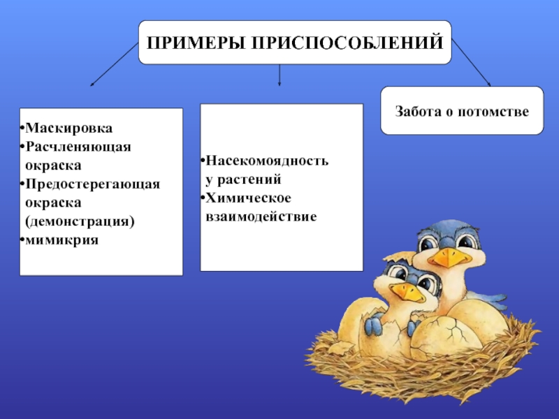 Группа приспособлений. Примеры приспособления. Формы приспособления и примеры. Забота о потомстве примеры. Примеры приспособленности.