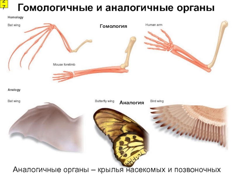 Аналогичные органы картинка