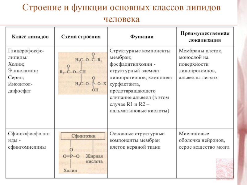 Классификация липидов схема