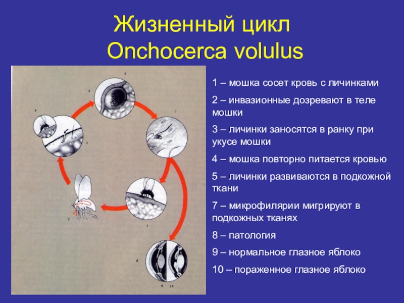 Распространенность гименолепидоза на территории России Жизненный цикл Onchocerca volulus1 – мошка сосет кровь с личинками2 – Жизненный цикл  Onchocerca volulus1 – мошка сосет кровь с личинками2 – инвазионные дозревают в теле мошки3