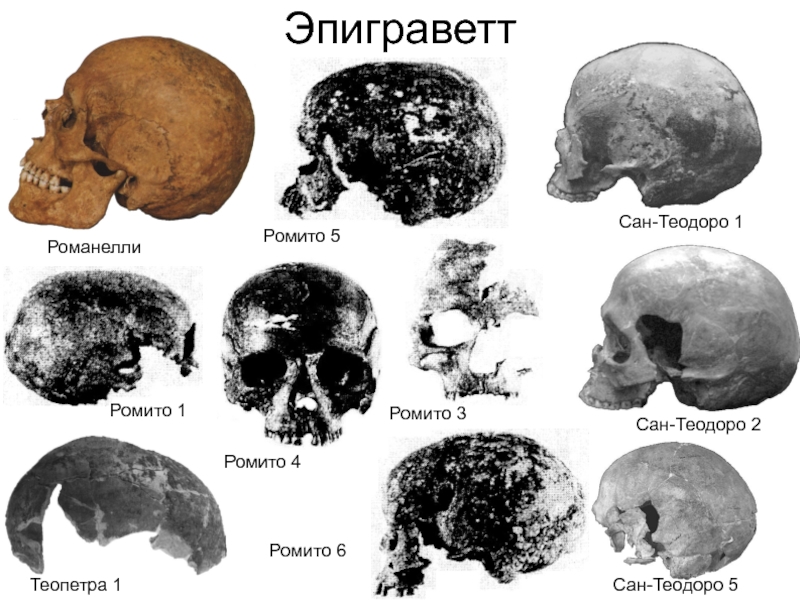 Неоантропы. Особенности строения черепа неоантропов. Неоантропы представители. Социальные черты неоантропов