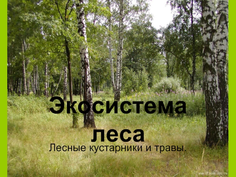 Презентация Экосистема леса Лесные кустарники и травы