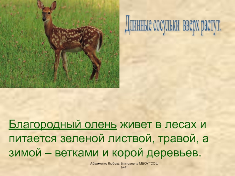 Природной зоне обитает олень. В какой природной зоне обитает благородный олень. Где обитает олень в какой природной зоне. Где обитает олень природная зона. В какой природной зоне водятся олени.