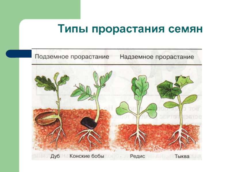 Периоды индивидуального развития растений. Типы прорастания семян. Надземное и подземное прорастание семян. Схема индивидуальное развитие растений. Тип развития у семян.