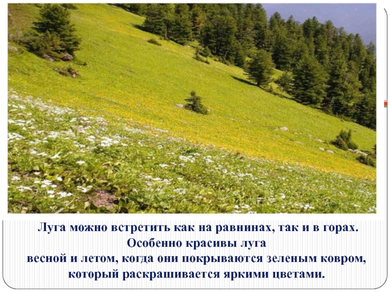 Луга можно встретить. Какие растения можно встретить на лугу весной. Что можно встретить на равнинах. Описание весеннего Луга.