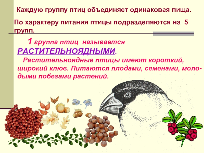 Каждую группу птиц объединяет одинаковая пища.  1 группа птиц называется