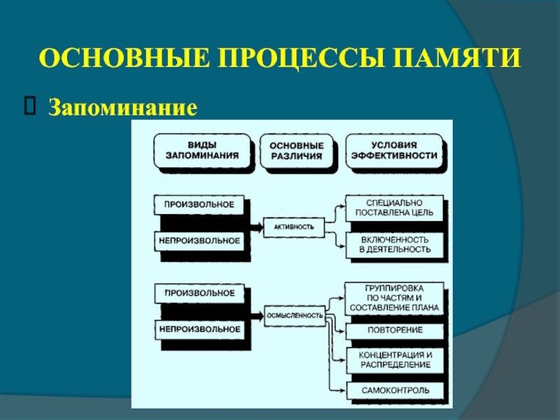 Процессы памяти презентация