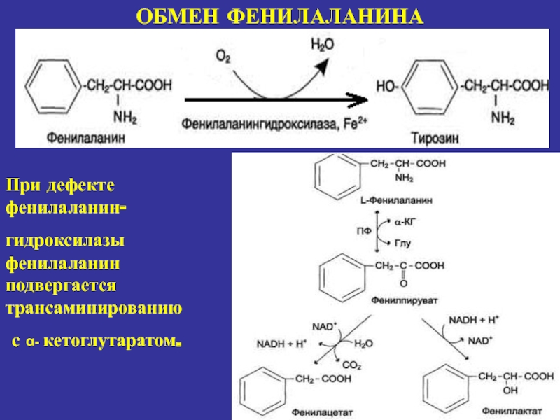 Фенилаланин образуется