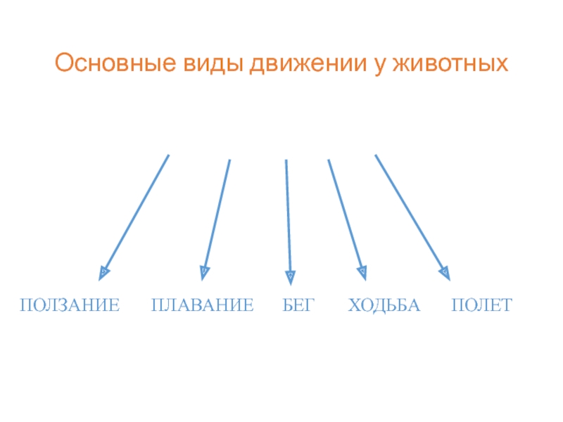 Виды движения камеры