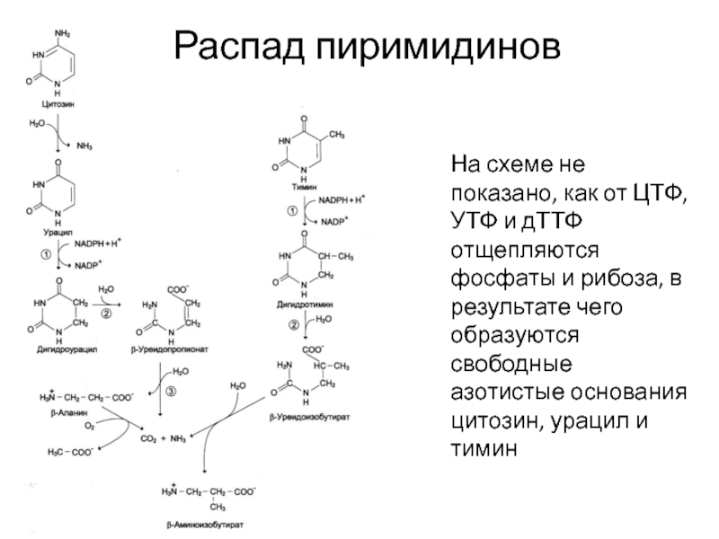 Цтф