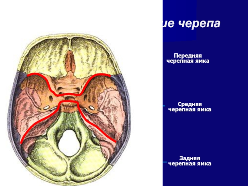 Слепые ямки что это