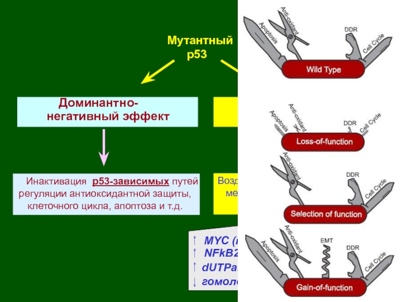 Мутантный    р53  Доминантно-негативный эффектНовые активностиВоздействие на р53-независимые  механизмы регуляции клеточного