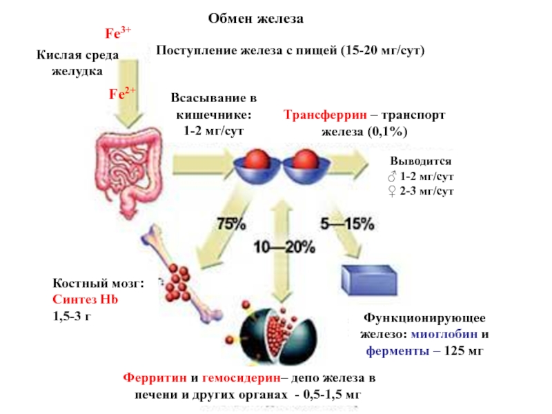 Патогенез жда схема