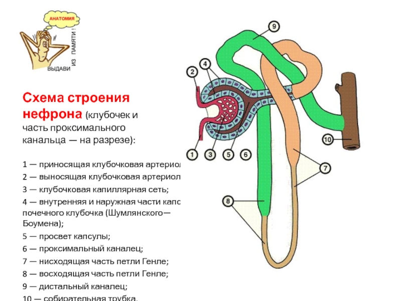 Что происходит в нефроне