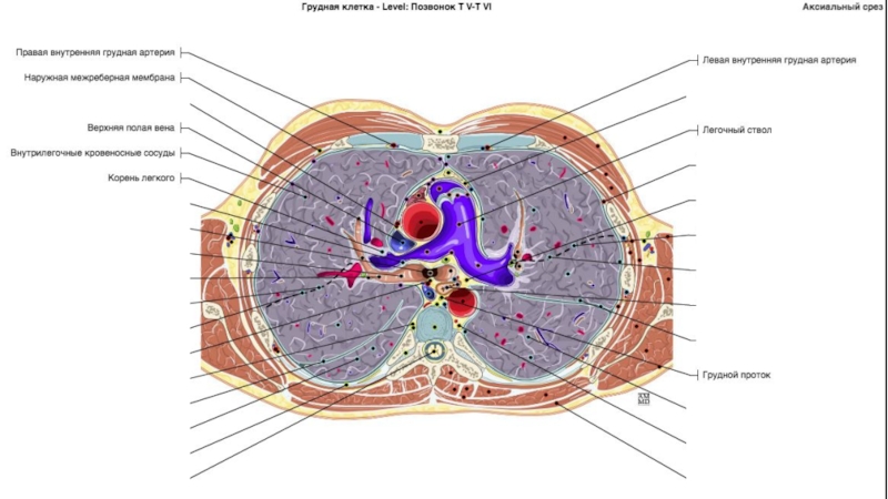 Поперечный распил грудной полости схема
