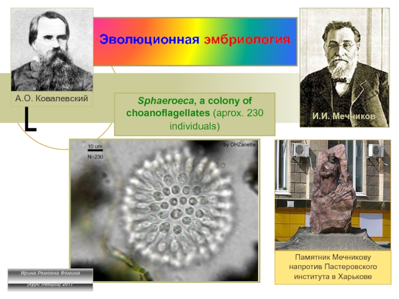 Презентация Sphaeroeca, a colony of choanoflagellates (aprox. 230 individuals)
Эволюционная