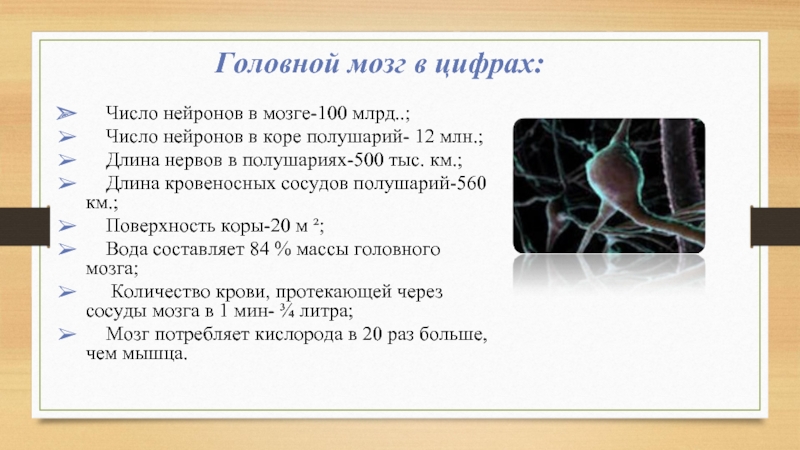 Головной мозг в цифрах:  Число нейронов в мозге-100 млрд..;  Число нейронов в коре полушарий- 12