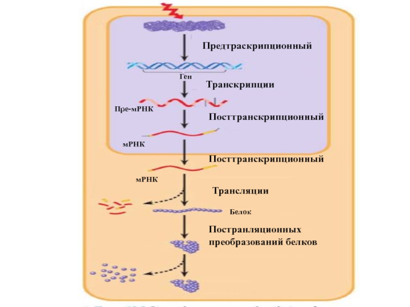 Схематическое изображение гена