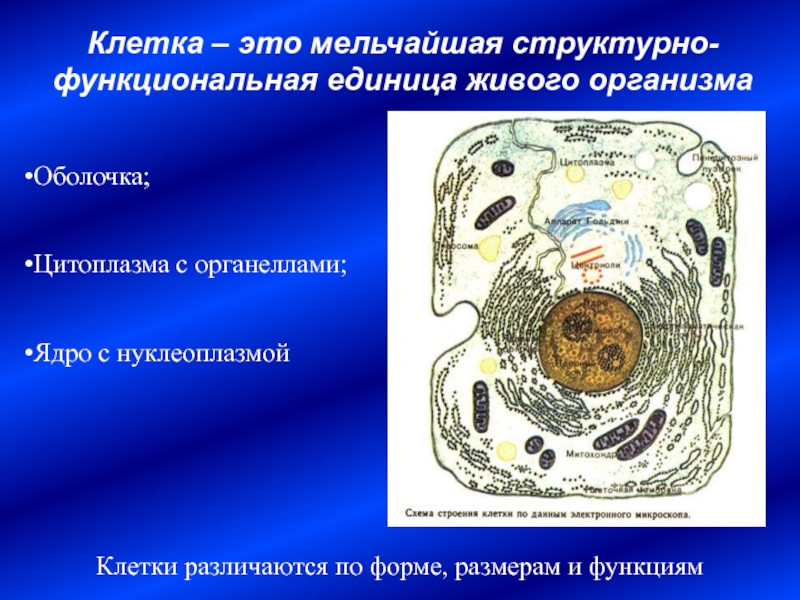 Структурная и функциональная единица организма. Клетка структурная и функциональная единица живого. Клетка структурно функциональная единица. Клетка структурно функциональная единица живого. Клетка как структурная и функциональная единица живого.