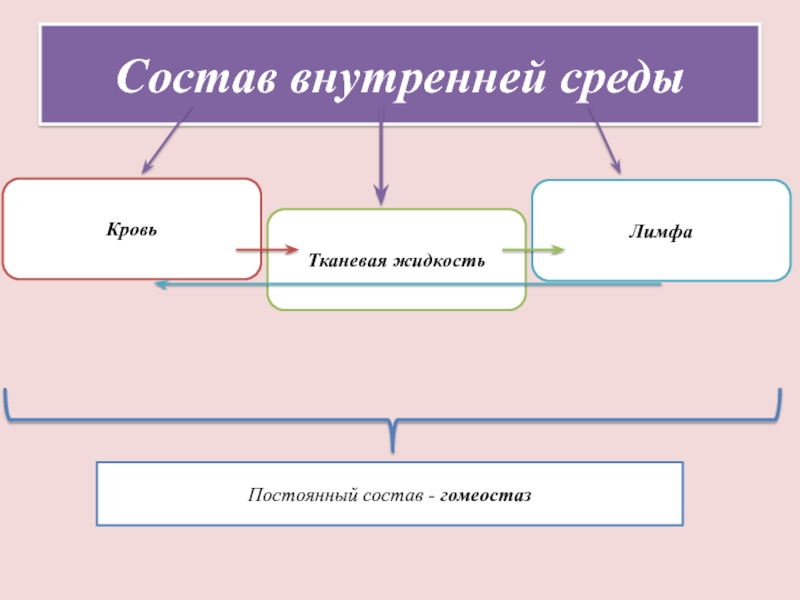 Состав внутренней среды