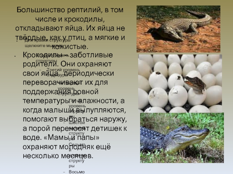 Большинство рептилий, в том числе и крокодилы, откладывают яйца. Их яйца не твёрдые, как у птиц, а