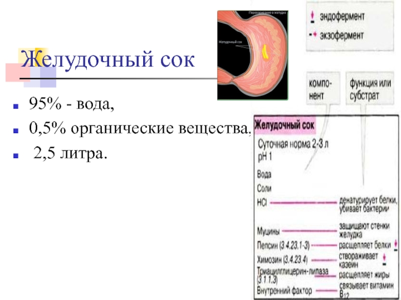 Вещества желудка. Пищеварительные соки. Субстрат желудочного сока. Что вырабатывает желудочный сок.