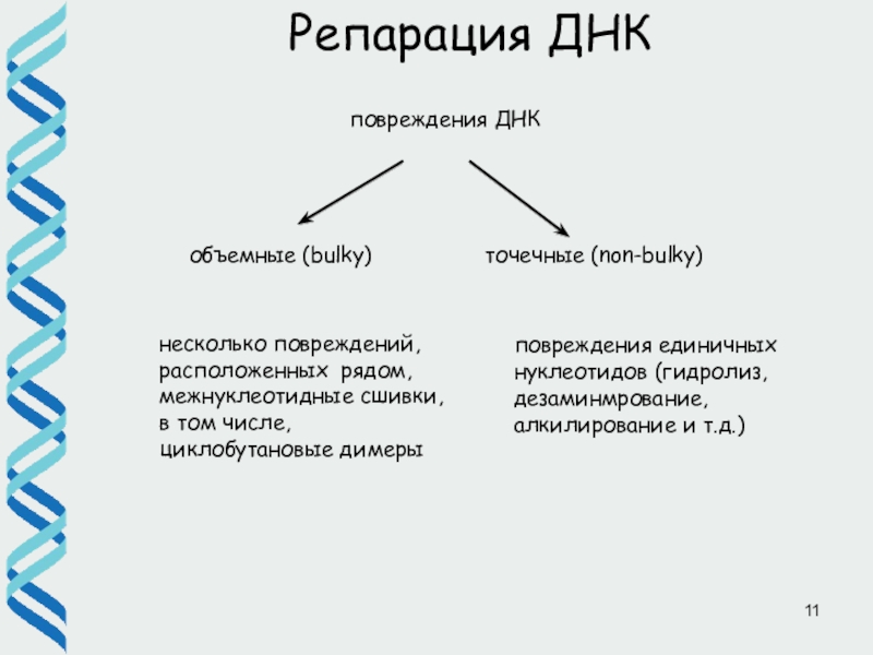 Репарация днк презентация