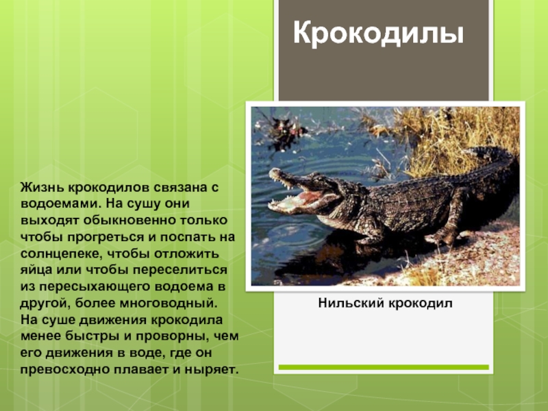 Презентация Крокодилы