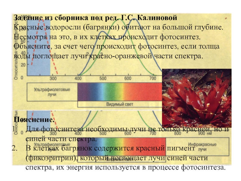 Рассмотрите схему отражающую развитие зеленые водоросли красные водоросли