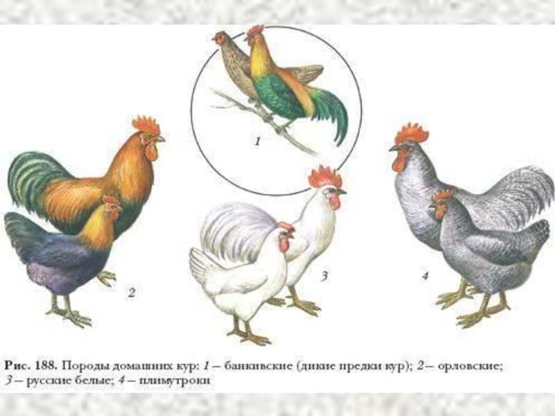 Рассмотрите рисунок на котором изображены породы кур выведенные человеком от общего предка