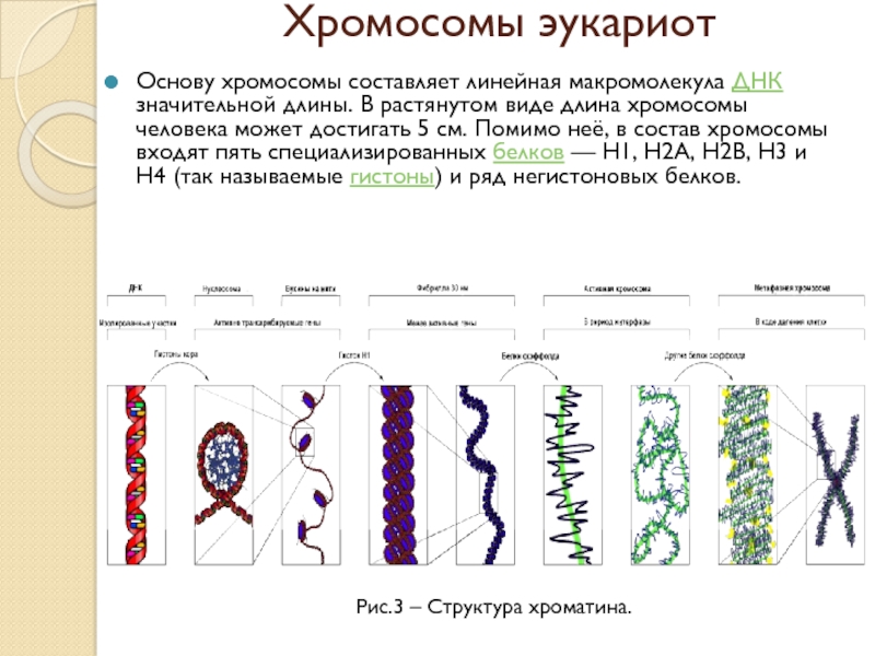 Хромосому составляют