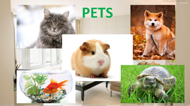 My pet английский 5 класс. Тема Pets. Pets презентация. My Pet тема 5 класс. Pets 5 класс.