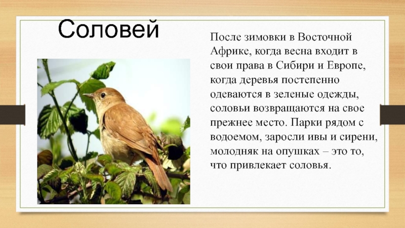 Текст про соловья. Соловей краткое описание птицы. Доклад про соловья. Проект про соловья. Сообщение о Соловье.