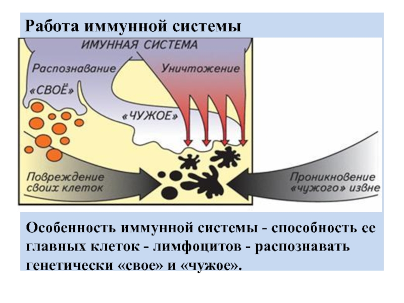 Иммунная система схема