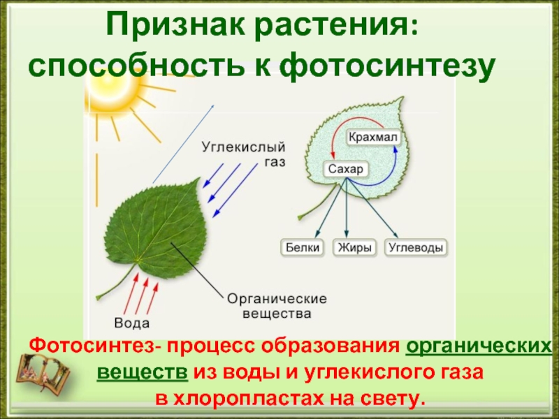 Рассмотрите рисунок показывающий обмен веществ в растении укажите какими