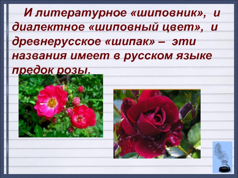 И литературное «шиповник», и диалектное «шиповный цвет», и древнерусское «шипак» – эти названия имеет в русском языке