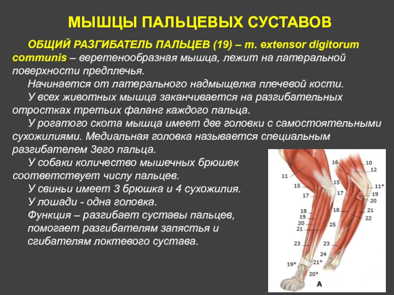 МЫШЦЫ ПАЛЬЦЕВЫХ СУСТАВОВОБЩИЙ РАЗГИБАТЕЛЬ ПАЛЬЦЕВ (19) – m. extensor digitorum communis – веретенообразная мышца, лежит на латеральной